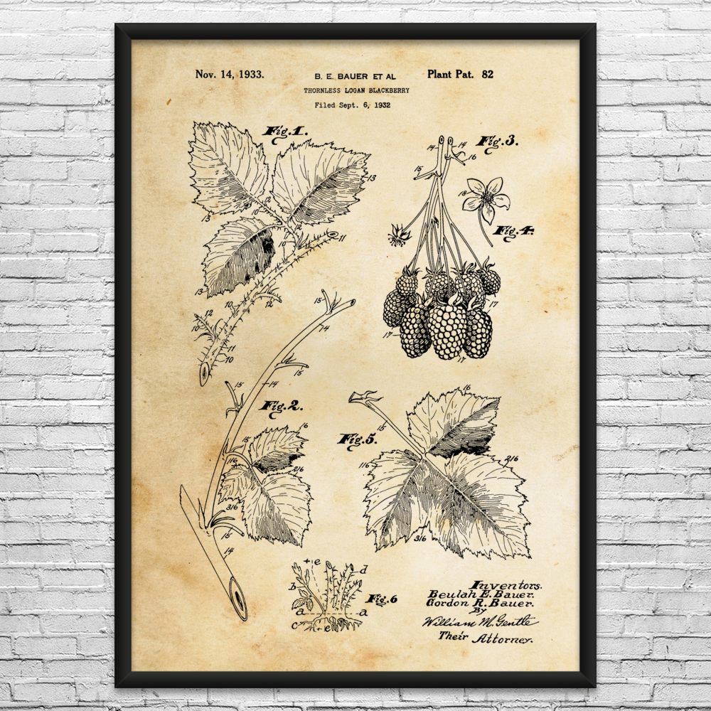 Blackberry Fruit Patent Wall Art: Gardening Wall Art, Gardening Gift, Chef Gift