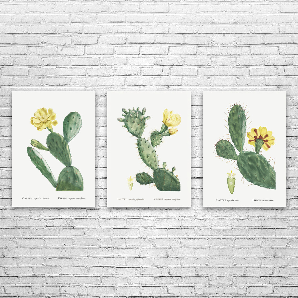 Prickly Pear Cactus Botanical Art Prints Set of 3 Poster, Canvas or Framed
