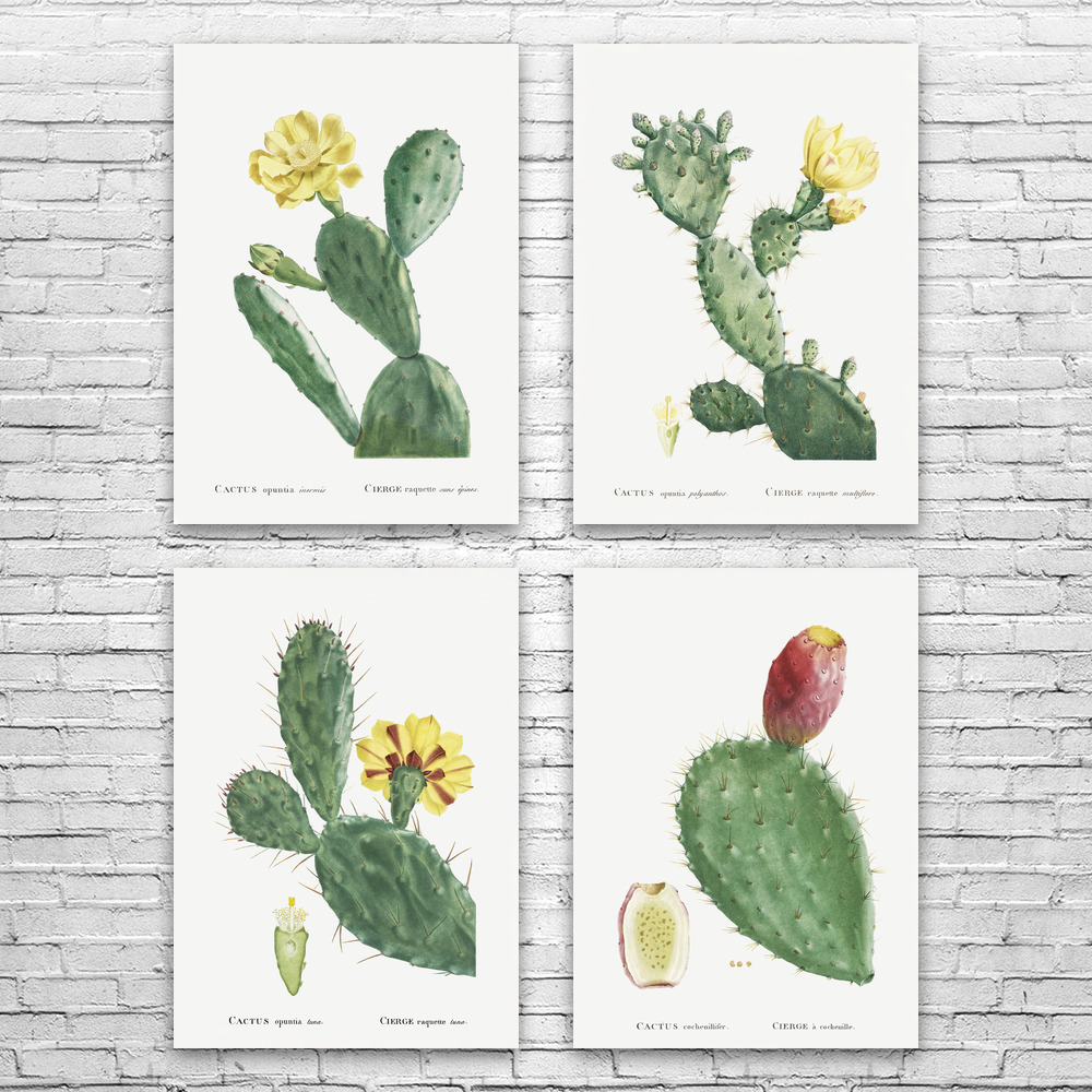 Prickly Pear Cactus Botanical Art Prints Set of 4 Poster, Canvas or Framed