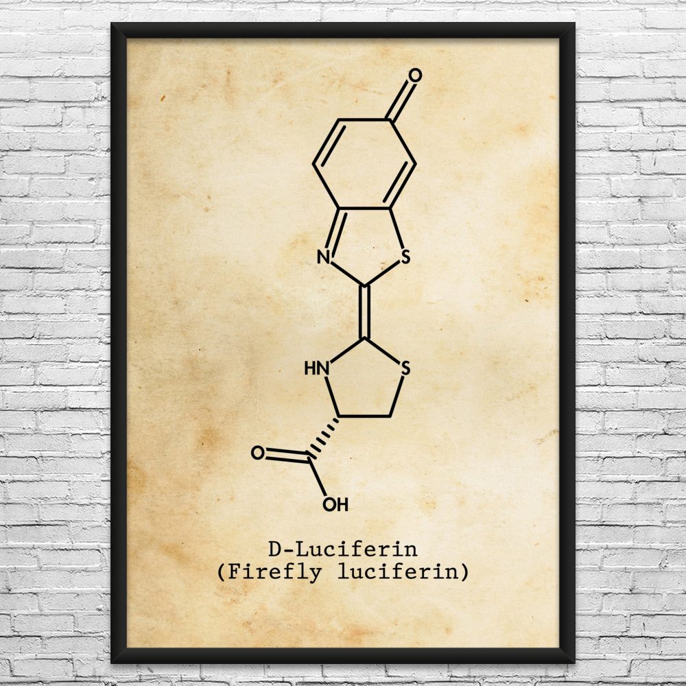 Luciferin Molecule Wall Art: Chemistry Decor, Biologist Gift, Lab Art